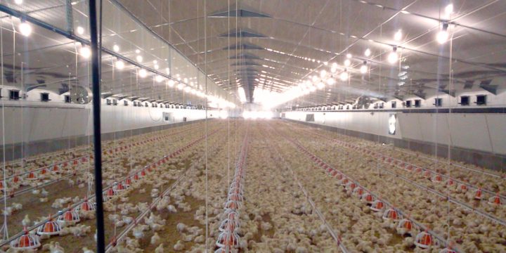 Poultry – chickens everywhere
