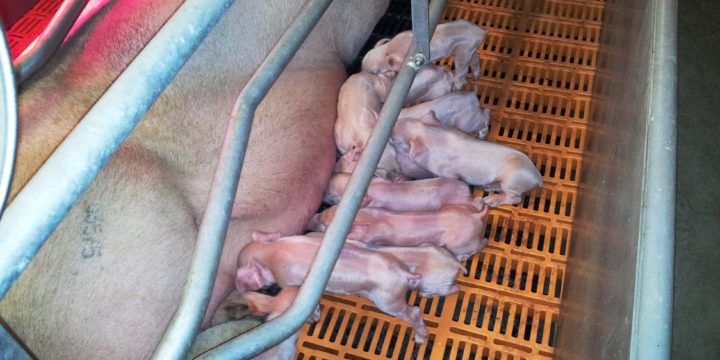 Piggery construction – Completed