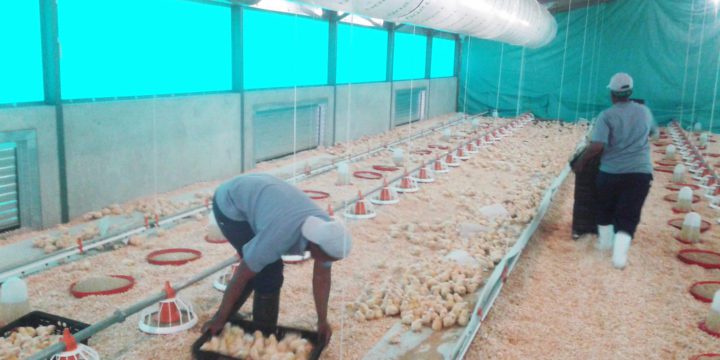 Poultry – willow creek chickens